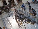 South Dakota Tyrannosaurus Rex "Sue" on display at the Field Museum, Chicago, September 2011.