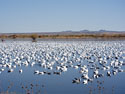 Snow geese, Bosque del Apache NWR, New Mexico, November 2011.