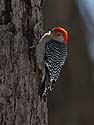 Red-bellied woodpecker, Lock & Dam 18, Gladstone, Illinois.