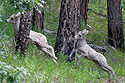 Rocky Mountain Bighorn lambs, Custer State Park.