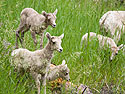All four bighorn lambs, Custer State Park, South Dakota, July 2011.