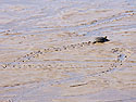 Turtle making tracks, Bosque del Apache NWR, New Mexico, November 2011.