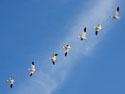 Snow geese, Bosque del Apache NWR, New Mexico, November 2011.
