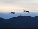 Sandhill cranes, Bosque del Apache NWR, New Mexico, November 2011.