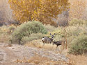 Mule deer, Bosque del Apache NWR, New Mexico, November 2011.