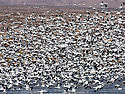 Snow geese, Bosque del Apache NWR, New Mexico.