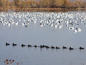 Ducks file past, Bosque del Apache NWR, New Mexico, November 2011.