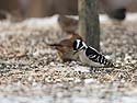 Downey woodpecker at feeder, Credit Island, Iowa, February 2011.