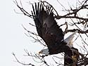 Bald Eagle taking off, Keokuk, Iowa, February 2011.