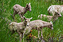All four bighorn lambs, Custer State Park, South Dakota.