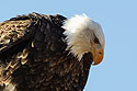 Bald eagle closeup, Custer State Park.