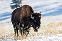 Bison, Custer State Park, SD.