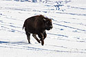 Bison calf looking for its mother, Custer State Park, SD.