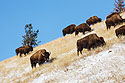 Bison hit the slopes, Custer State Park, SD.