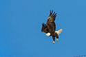 Bald Eagle, Custer State Park, SD.
