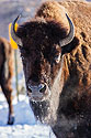 Bison in the cold, Custer State Park, SD.