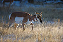 Pronghorn, Custer State Park, SD.