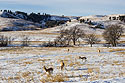Pronghorns, Custer State Park, SD.