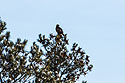 Distant shot of a golden eagle, Custer State Park, SD.