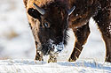 Bison sweeps away the snow with his nose, Custer State Park, SD.
