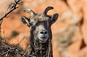 Bighorn ewe peers down from a resting spot, Cleghorn Canyon, Rapid City, SD.