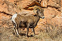 Bighorn sheep, Cleghorn Canyon, Rapid City, SD.