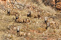 Bighorn sheep, Cleghorn Canyon, Rapid City, SD.