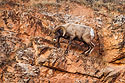 Sure-footed bighorn sheep bobbled jumping to here, jumped back down and tried again.  Cleghorn Canyon, Rapid City, SD.
