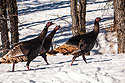 Turkeys, Custer State Park, SD.