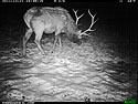 Elk and a little bit of snow, trail camera in Wind Cave National Park.