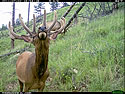 Elk on trail camera, Wind Cave National Park, South Dakota.