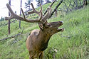 Elk on trail camera, Wind Cave National Park, South Dakota.  Cropped version.