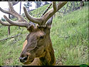 Elk on trail camera, Wind Cave National Park.