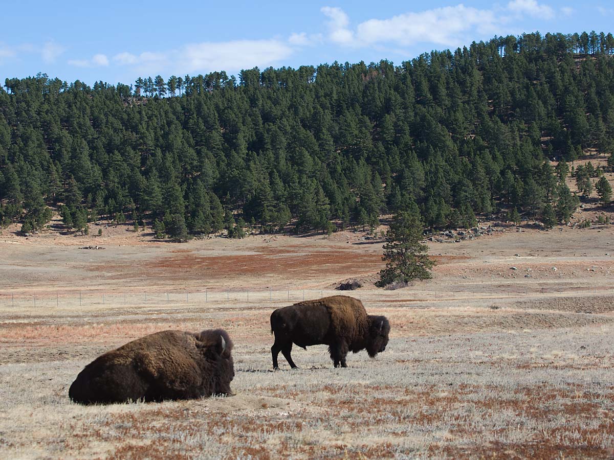 Bison, Custer State Park.  Click for next photo.