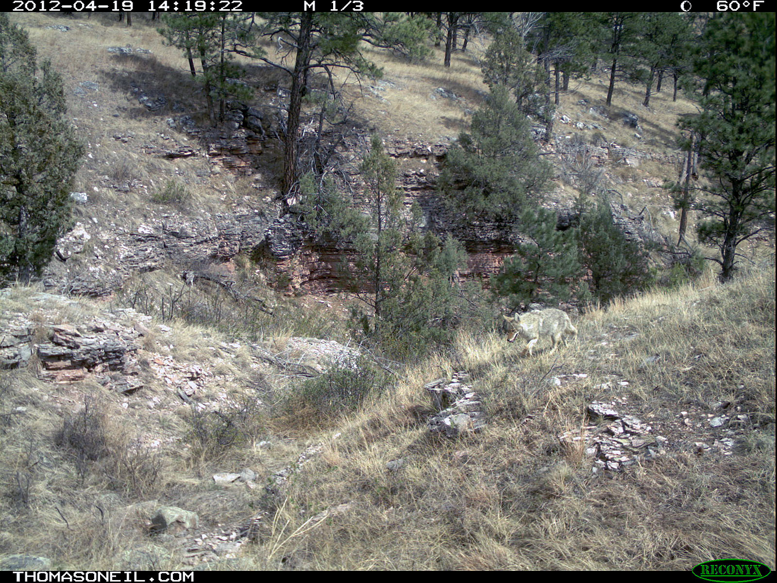 Trailcam picture of coyote, Wind Cave National Park, April 19.  Click for next photo.