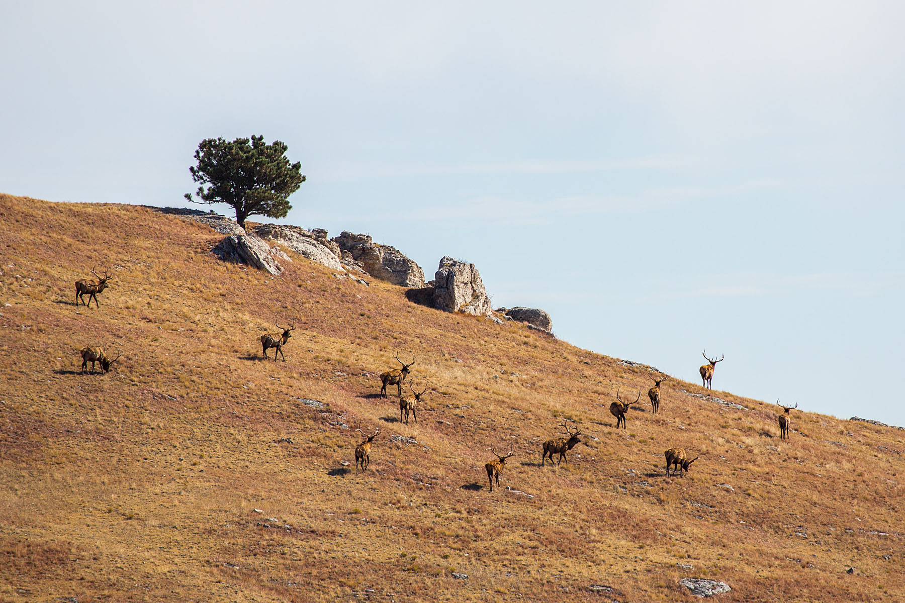 Elk on a hillside, Wind Cave National Park.  Click for next photo.
