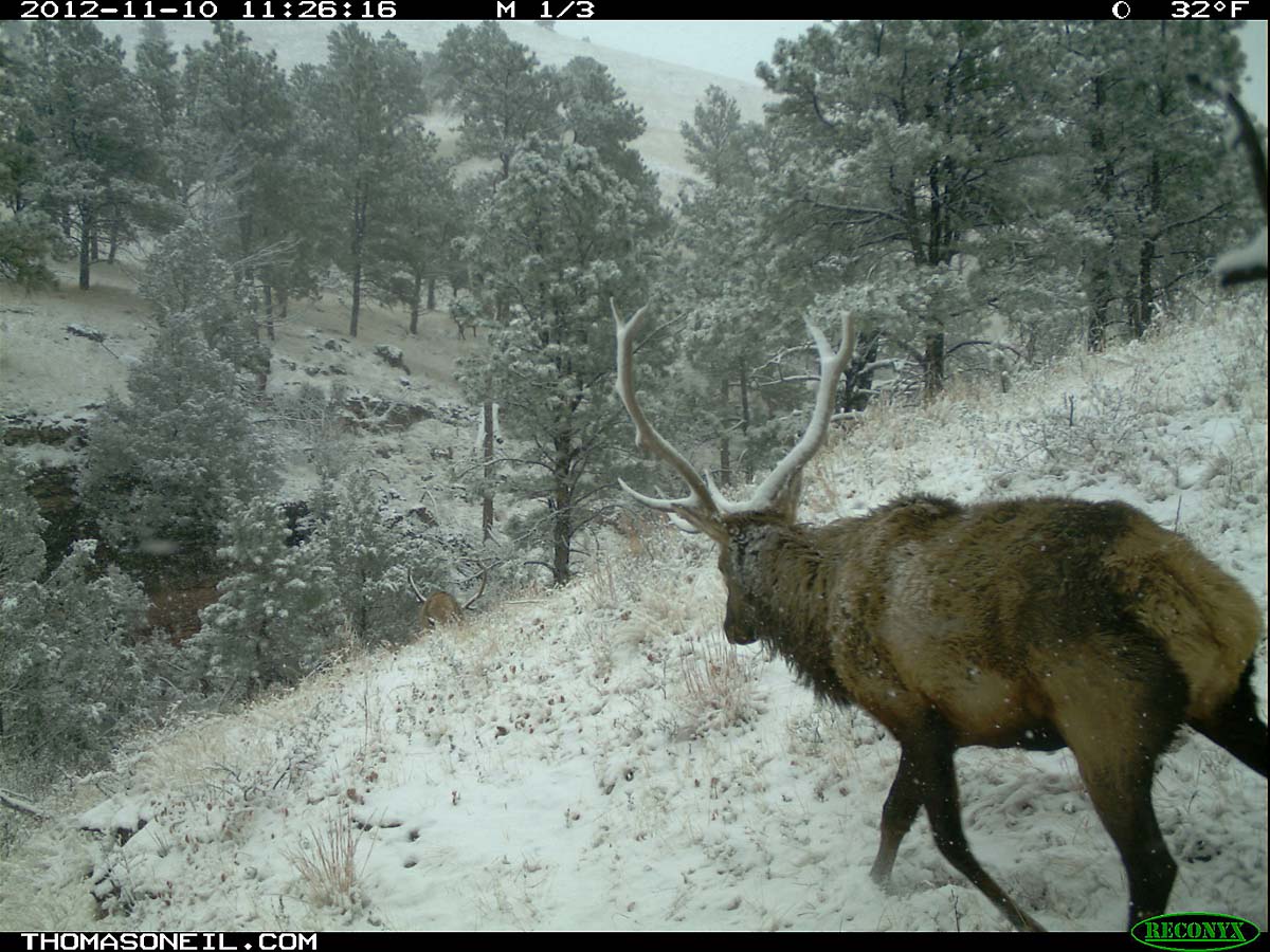 Elk with snow on its antlers, trailcam photo from Nov. 10, 2012, Wind Cave National Park, South Dakota.  Click for next photo.