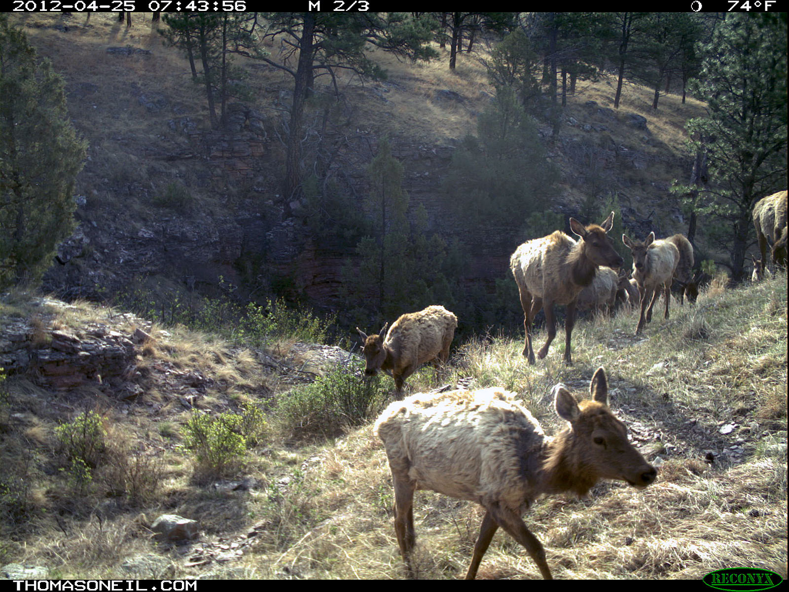Trailcam picture of elk, Wind Cave National Park, April 25.  Click for next photo.