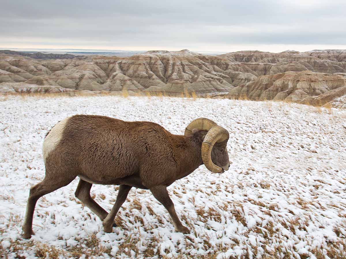 Bighorn sheep in South Dakota Badlands after an October snow.  I was on the wrong side of the car so I passed the camera to my future spouse Sue, who took this shot.  Click for next photo.