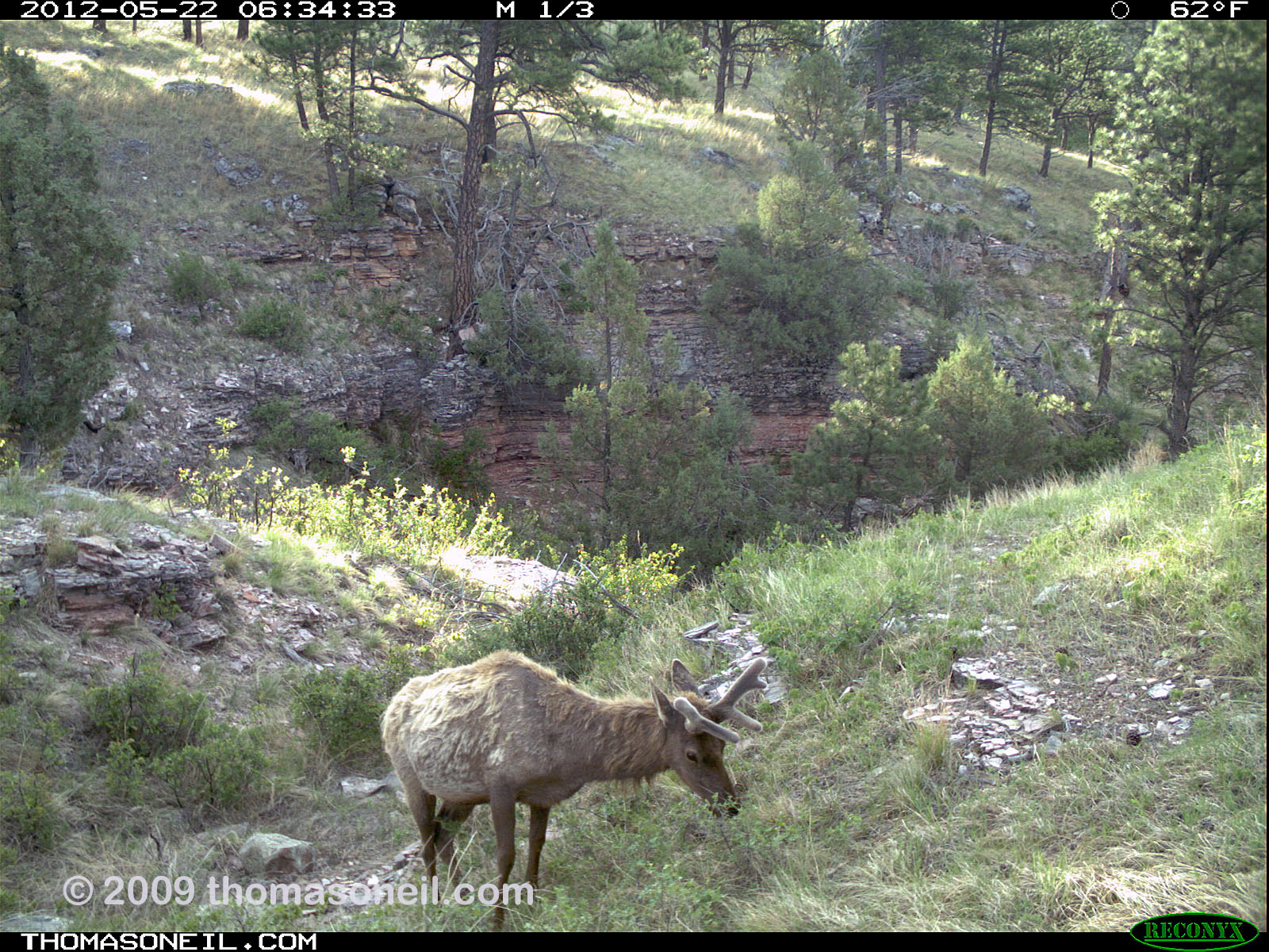 Trailcam picture of elk, Wind Cave National Park, May 22.  Click for next photo.
