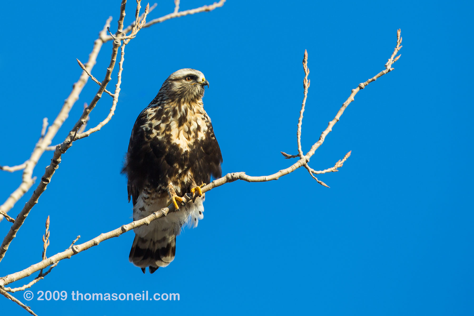 Rough-legged hawk, Squaw Creek National Wildlife Refuge, Missouri, December.    Click for next photo.