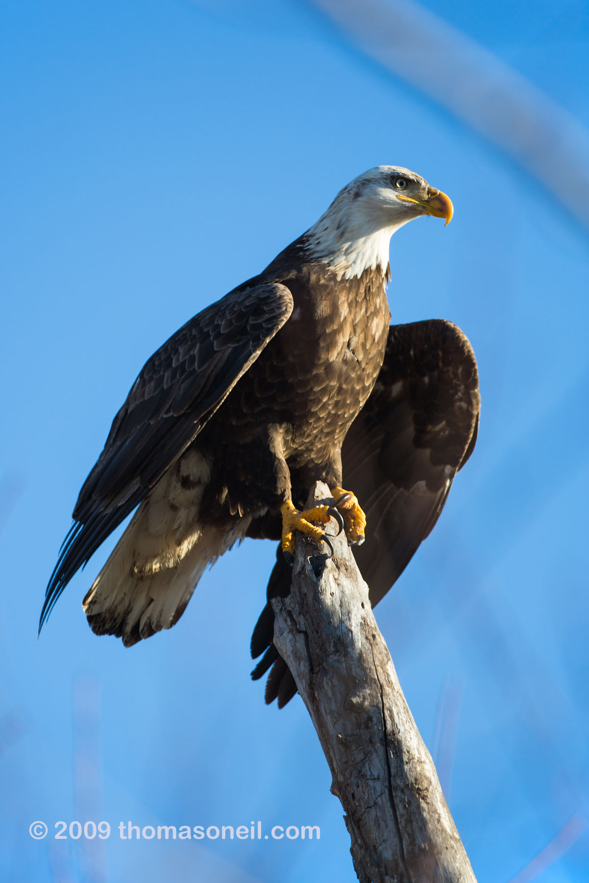 Bald eagle, Squaw Creek National Wildlife Refuge, Missouri, December.    Click for next photo.