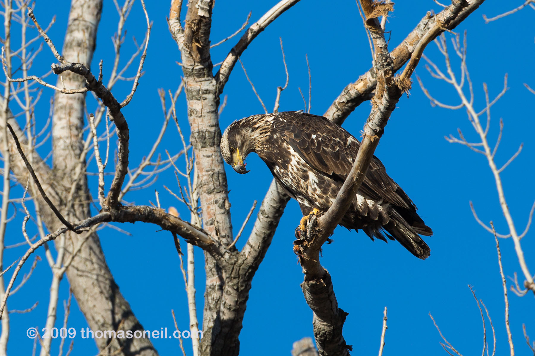 Bald eagle (juvenile) eating something, Squaw Creek National Wildlife Refuge, Missouri.    Click for next photo.
