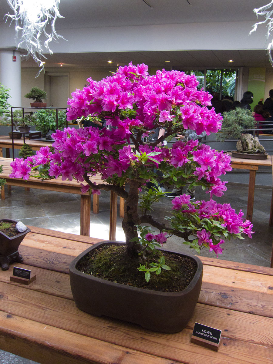 Rhodo Bonsai, Brooklyn Botanic Garden.  Click for next photo.
