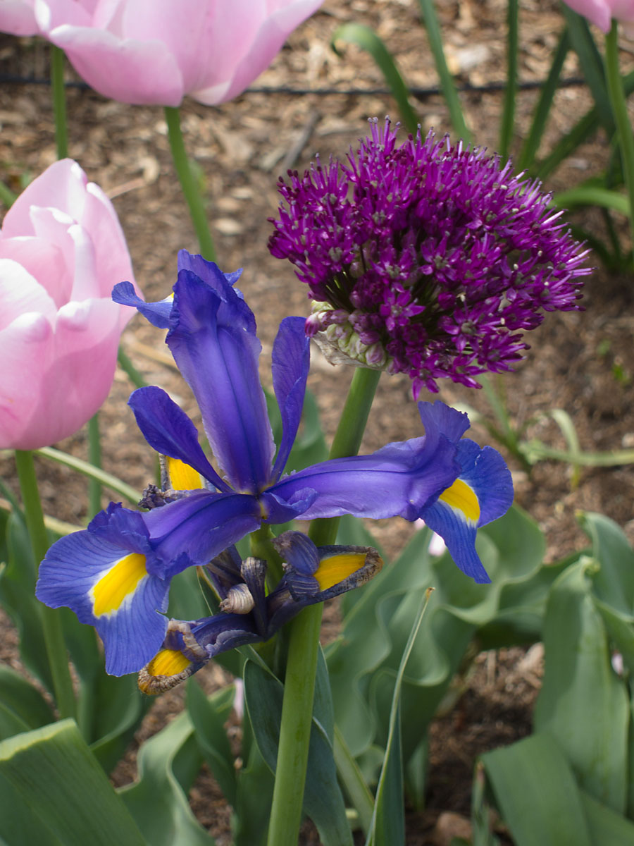 Alium tangled up with iris, Brooklyn Botanic Garden.  Click for next photo.