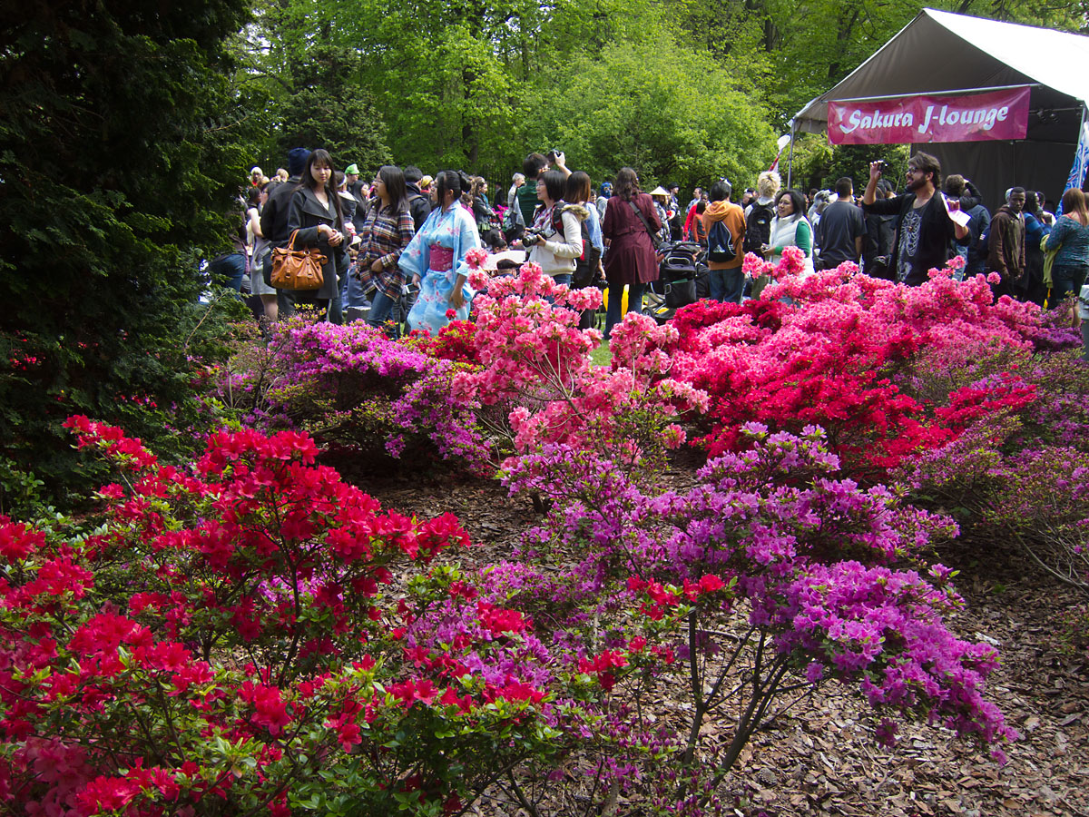 Azaleas and some of the Sakura Matsuri festivities, Brooklyn Botanic Garden.  Click for next photo.