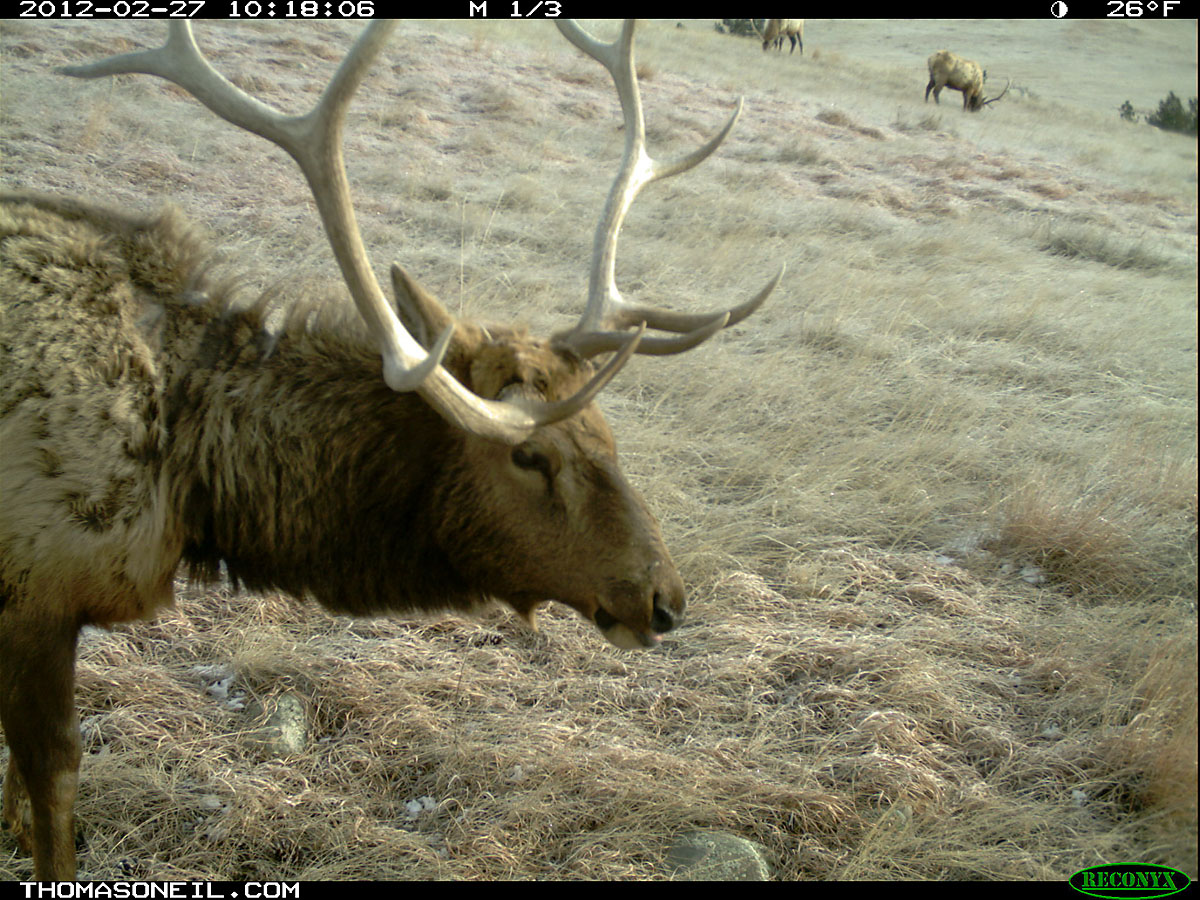 Trailcam check Photos on