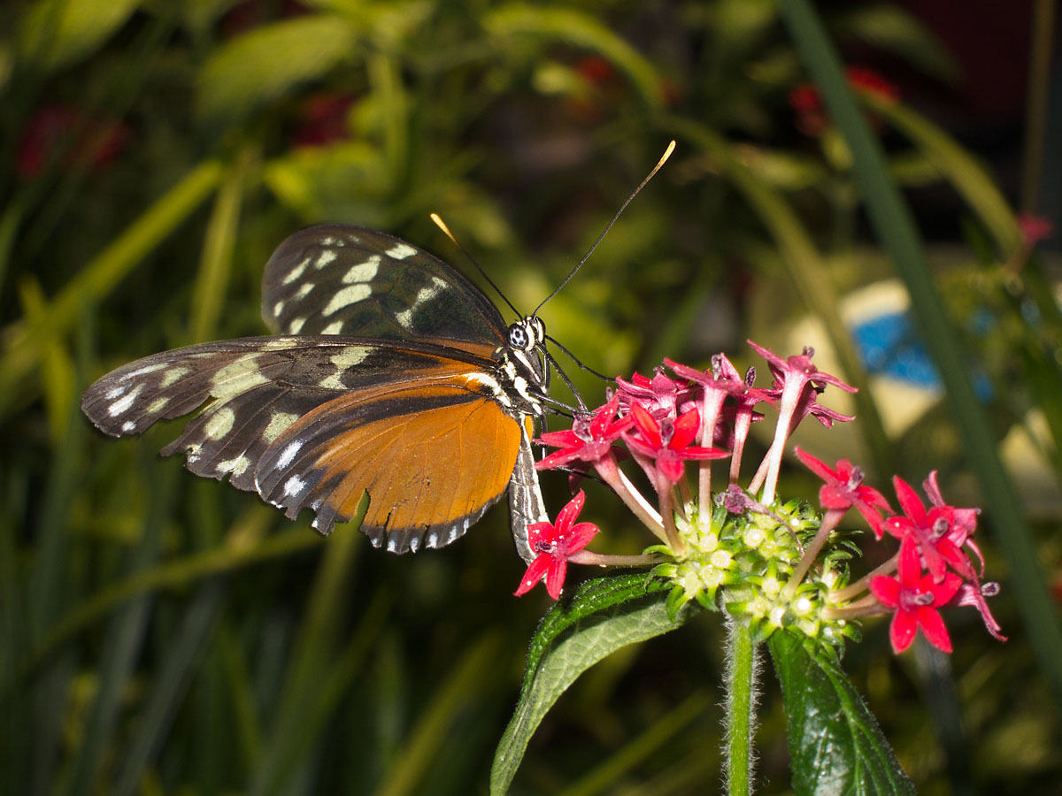 Butterfly Conservatory, American Museum of Natural History, New York.  Click for next photo.