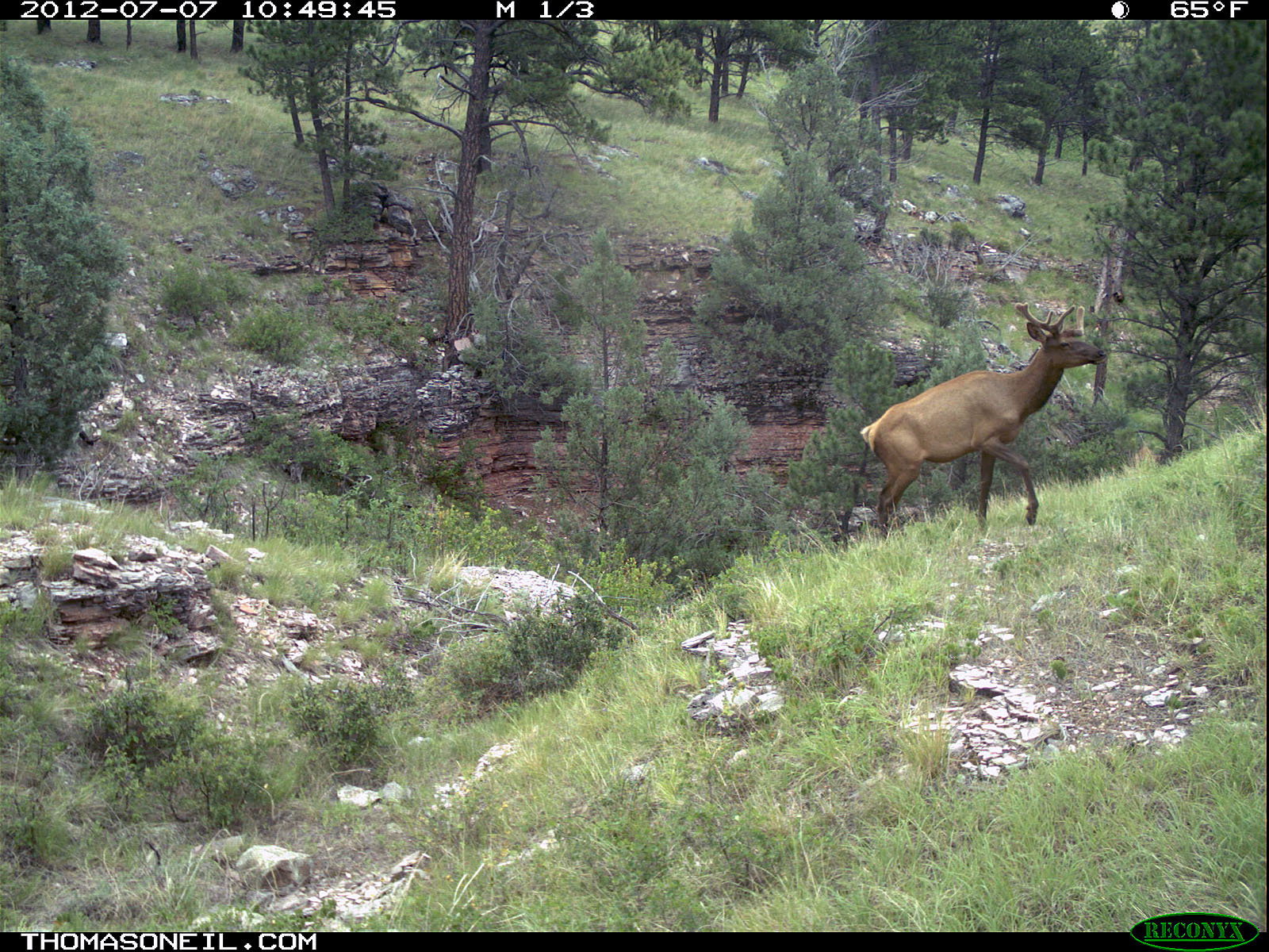 Trailcam picture of elk, Wind Cave National Park, July 7.  Click for next photo.