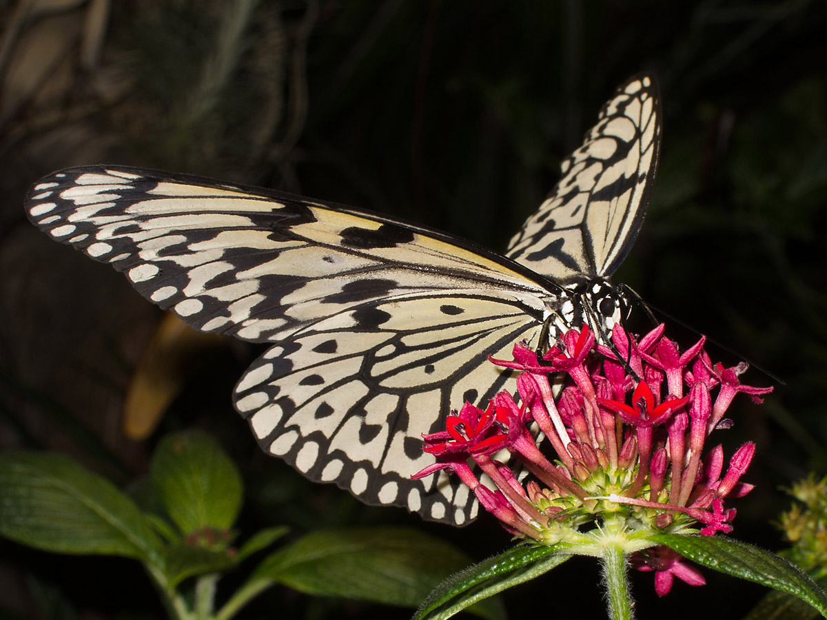 Butterflies Photos on